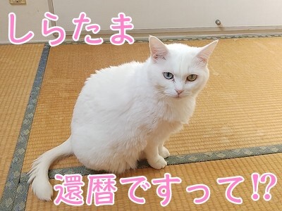 しらたま19