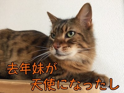 力40
