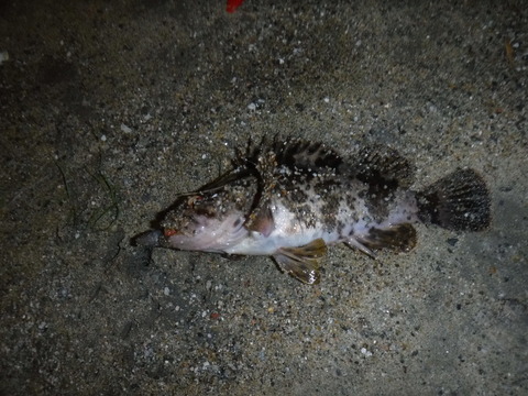 DSCF1086