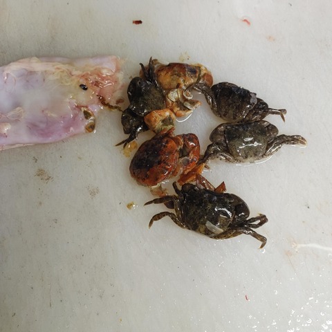 甲殻類2