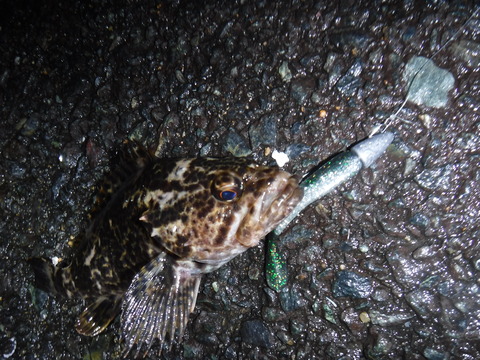 DSCF1207