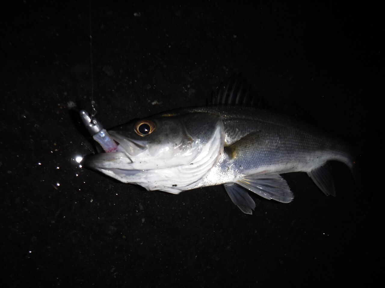 お腹の中に見る大自然の一端 デッドオアアライブ釣行記