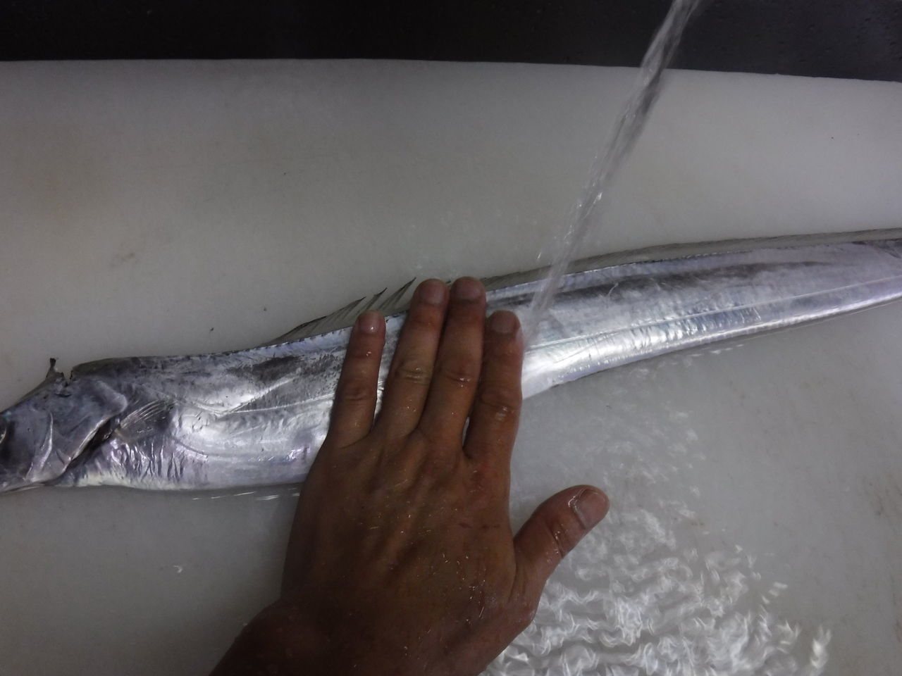 太刀魚の処理とおすすめの食べ方 デッドオアアライブ釣行記 太刀魚の処理とおすすめの食べ方 デッドオアアライブ釣行記