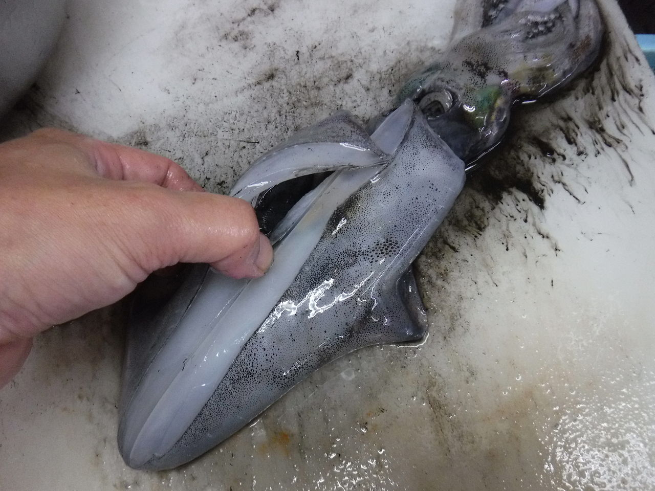 アオリ烏賊の処理と刺身まで デッドオアアライブ釣行記
