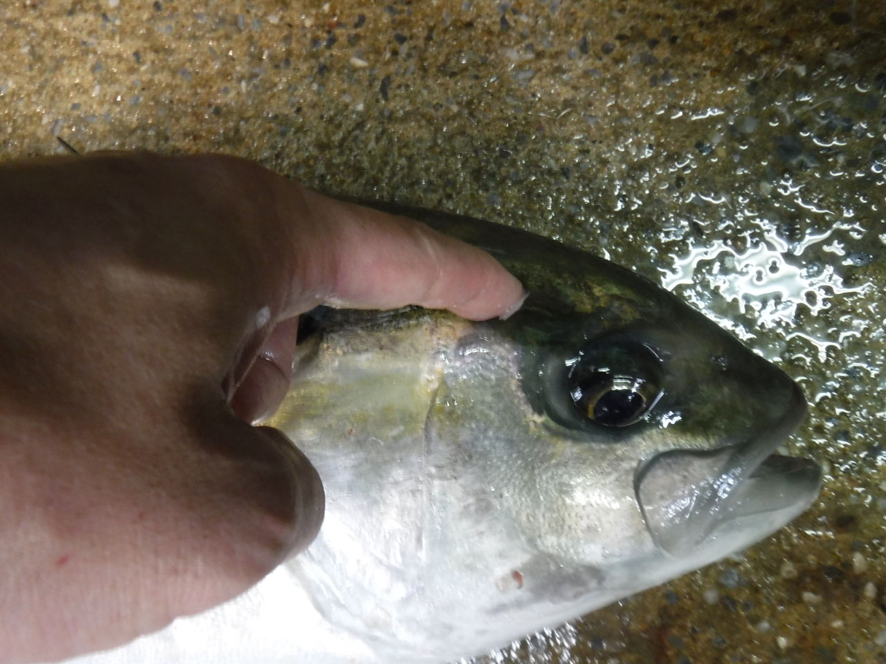 魚を扱う人間が考える熟成を前提にした魚の処理 デッドオアアライブ釣行記