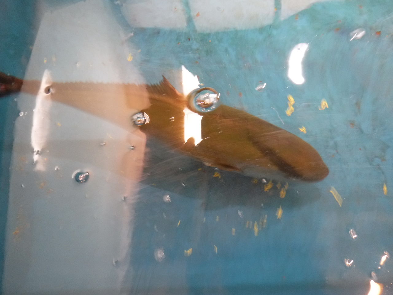 魚を扱う人間が考える熟成を前提にした魚の処理 デッドオアアライブ釣行記
