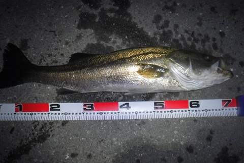 IMG_20200617_045855_756