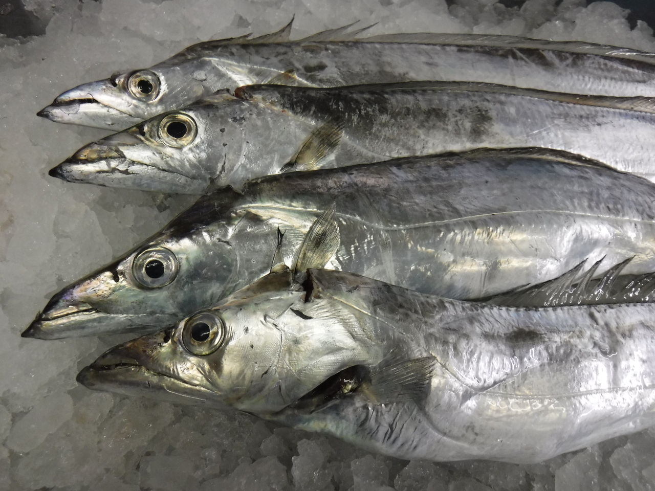 太刀魚の処理とおすすめの食べ方 デッドオアアライブ釣行記 太刀魚の処理とおすすめの食べ方 デッドオアアライブ釣行記