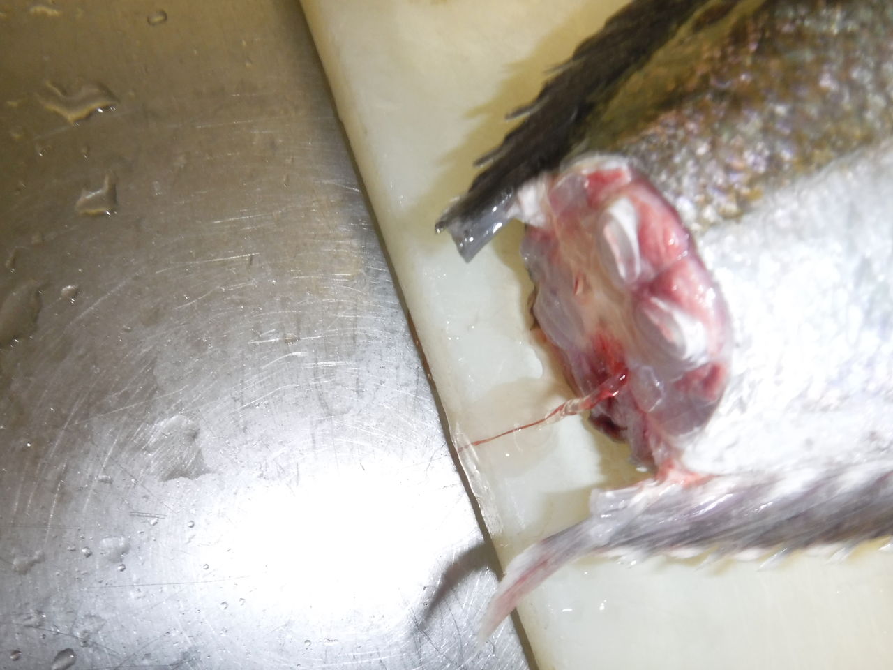 魚を扱う人間が考える熟成を前提にした魚の処理 デッドオアアライブ釣行記
