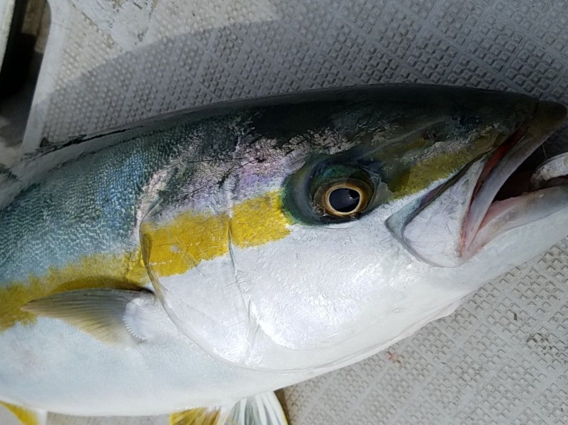 釣って食べて美味しかった魚ランキング デッドオアアライブ釣行記 釣って食べて美味しかった魚ランキング デッドオアアライブ釣行記