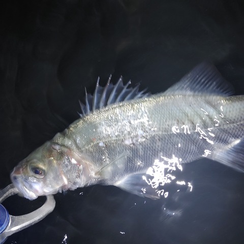 魚3