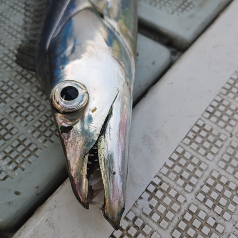 テンヤ②