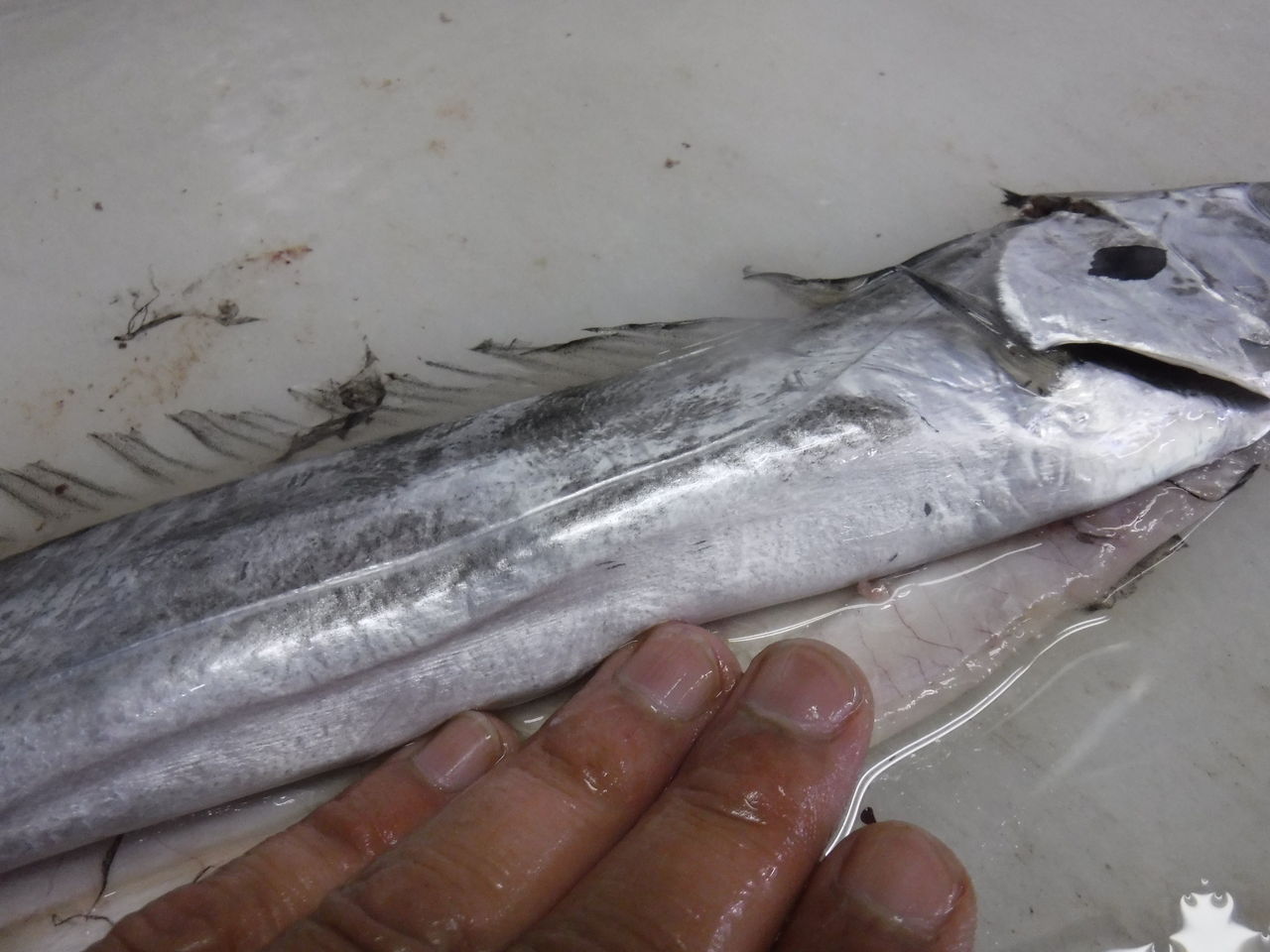 太刀魚の処理とおすすめの食べ方 デッドオアアライブ釣行記