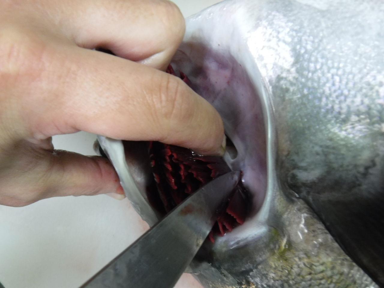 魚を扱う人間が考える熟成を前提にした魚の処理 デッドオアアライブ釣行記 魚を扱う人間が考える熟成を前提にした魚の処理 デッドオアアライブ釣行記
