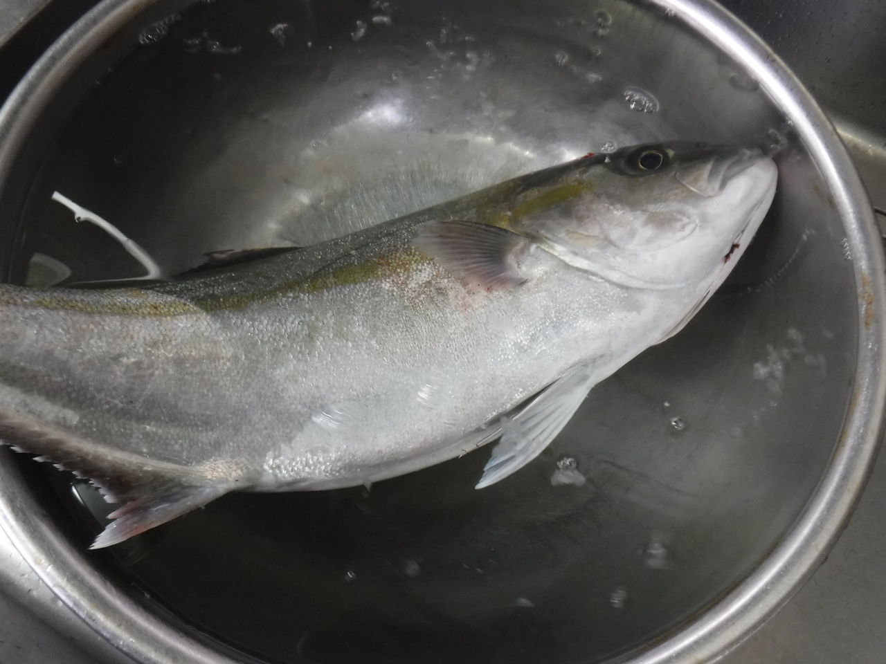 魚を扱う人間が考える熟成を前提にした魚の処理 デッドオアアライブ釣行記 魚を扱う人間が考える熟成を前提にした魚の処理 デッドオアアライブ釣行記