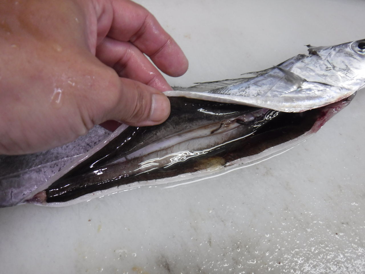 太刀魚の処理とおすすめの食べ方 デッドオアアライブ釣行記