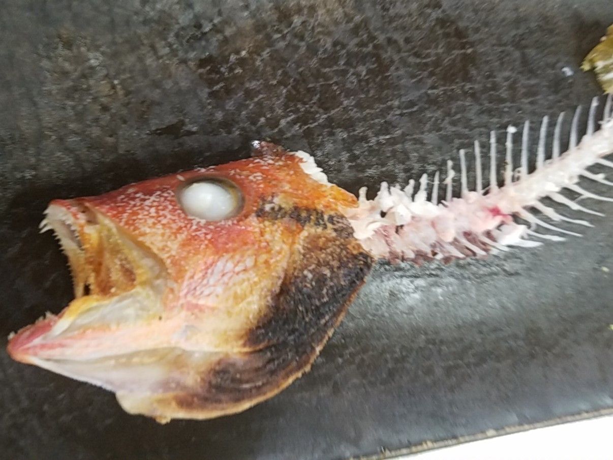 釣って食べて美味しかった魚ランキング デッドオアアライブ釣行記 釣って食べて美味しかった魚ランキング デッドオアアライブ釣行記