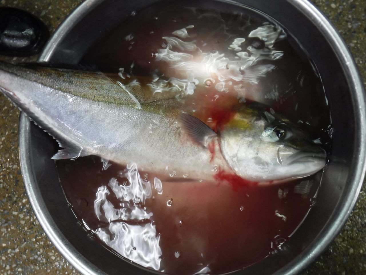 魚を扱う人間が考える熟成を前提にした魚の処理 デッドオアアライブ釣行記 魚を扱う人間が考える熟成を前提にした魚の処理 デッドオアアライブ釣行記