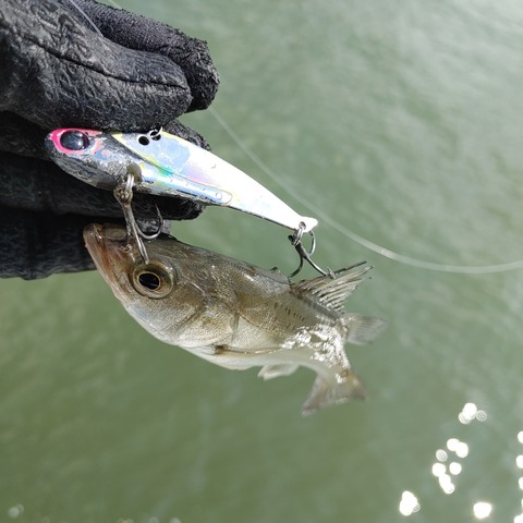 魚5
