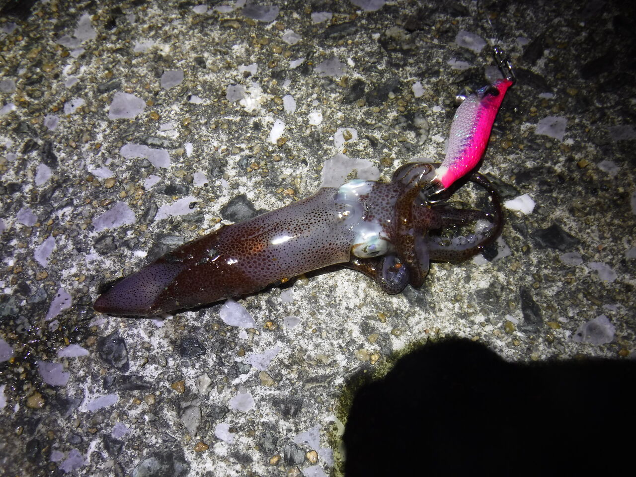 ヒイカとは ヒイカとは