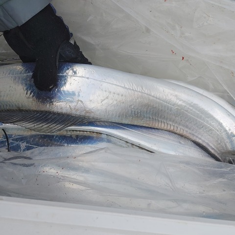 釣果①