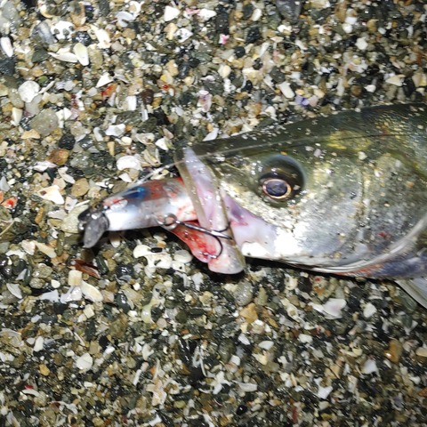 魚4