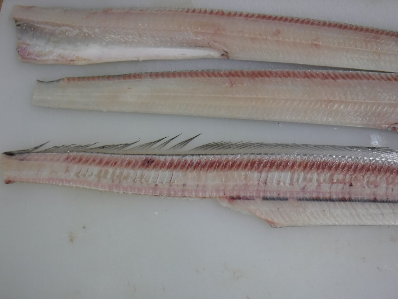太刀魚の処理とおすすめの食べ方 デッドオアアライブ釣行記 太刀魚の処理とおすすめの食べ方 デッドオアアライブ釣行記