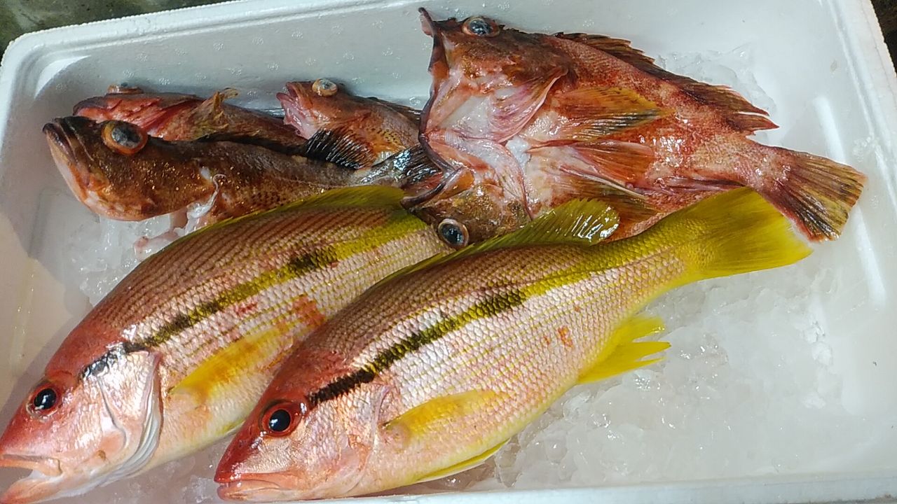 釣って食べて美味しかった魚ランキング デッドオアアライブ釣行記 釣って食べて美味しかった魚ランキング デッドオアアライブ釣行記