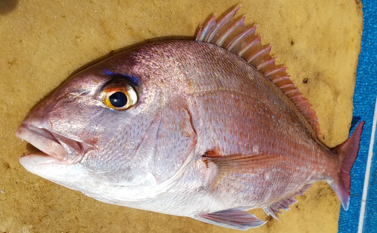 釣って食べて美味しかった魚ランキング デッドオアアライブ釣行記 釣って食べて美味しかった魚ランキング デッドオアアライブ釣行記