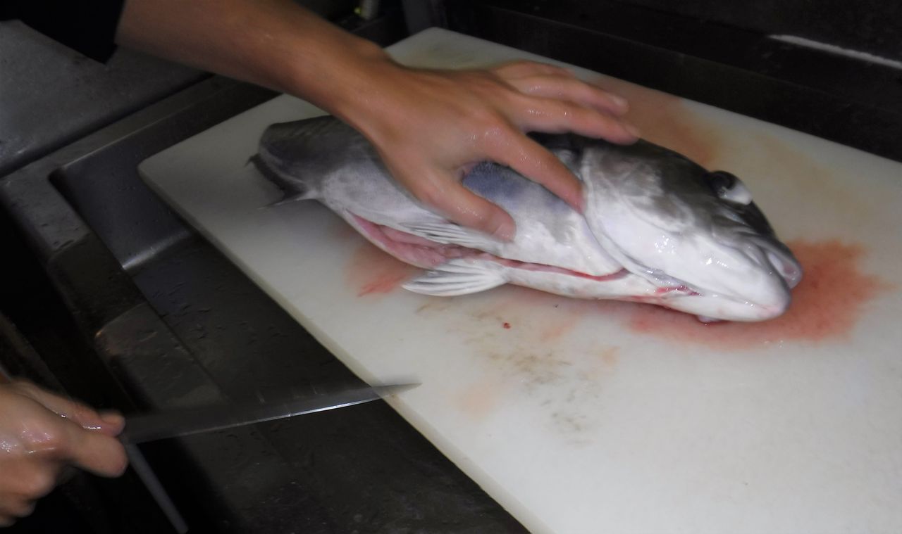 魚を扱う人間が考える熟成を前提にした魚の処理 デッドオアアライブ釣行記 魚を扱う人間が考える熟成を前提にした魚の処理 デッドオアアライブ釣行記
