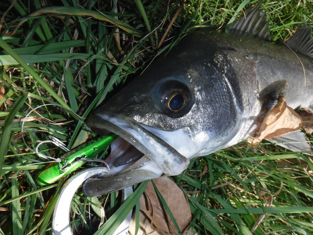 お腹の中に見る大自然の一端 デッドオアアライブ釣行記