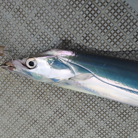 太刀魚テンヤ