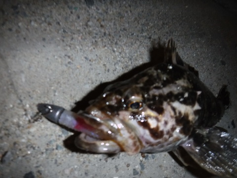 DSCF1093