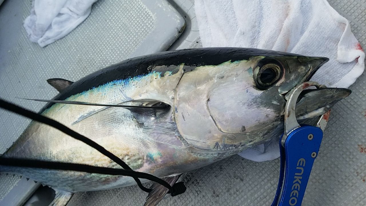 釣って食べて美味しかった魚ランキング デッドオアアライブ釣行記 釣って食べて美味しかった魚ランキング デッドオアアライブ釣行記