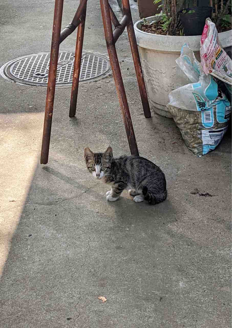 Invasion Of Another New Apostle ふくちゃんの カフェ歩き In グアム