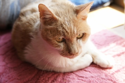それでもカプチーノはマイペースに我が道を行く 猫とデニムとハイヒール それでもカプチーノはマイペースに我が道を行く 猫とデニムとハイヒール