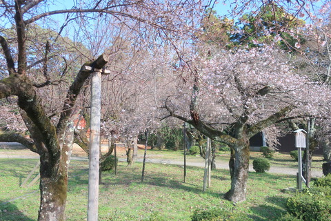 １３０　彦根城の二季桜