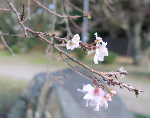 １３１　彦根城の二季桜