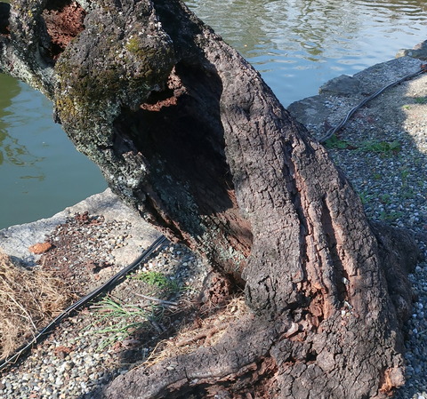 ０２２　彦根城の夢京橋の桜の老木