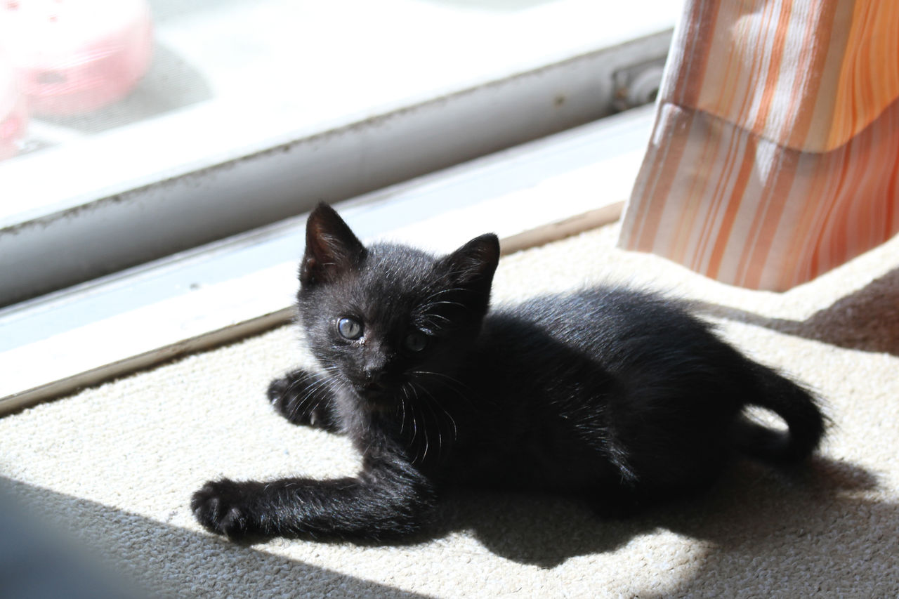 かわいい黒猫の赤ちゃん かわいい猫の写真館