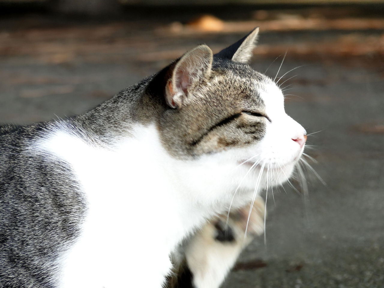 首をかく姿がかわいい猫 かわいい猫の写真館 首をかく姿がかわいい猫 かわいい猫の写真館