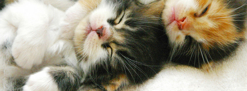 ぐっすり眠るかわいい子猫のフェイスブックカバー写真が無料です かわいい猫の写真館