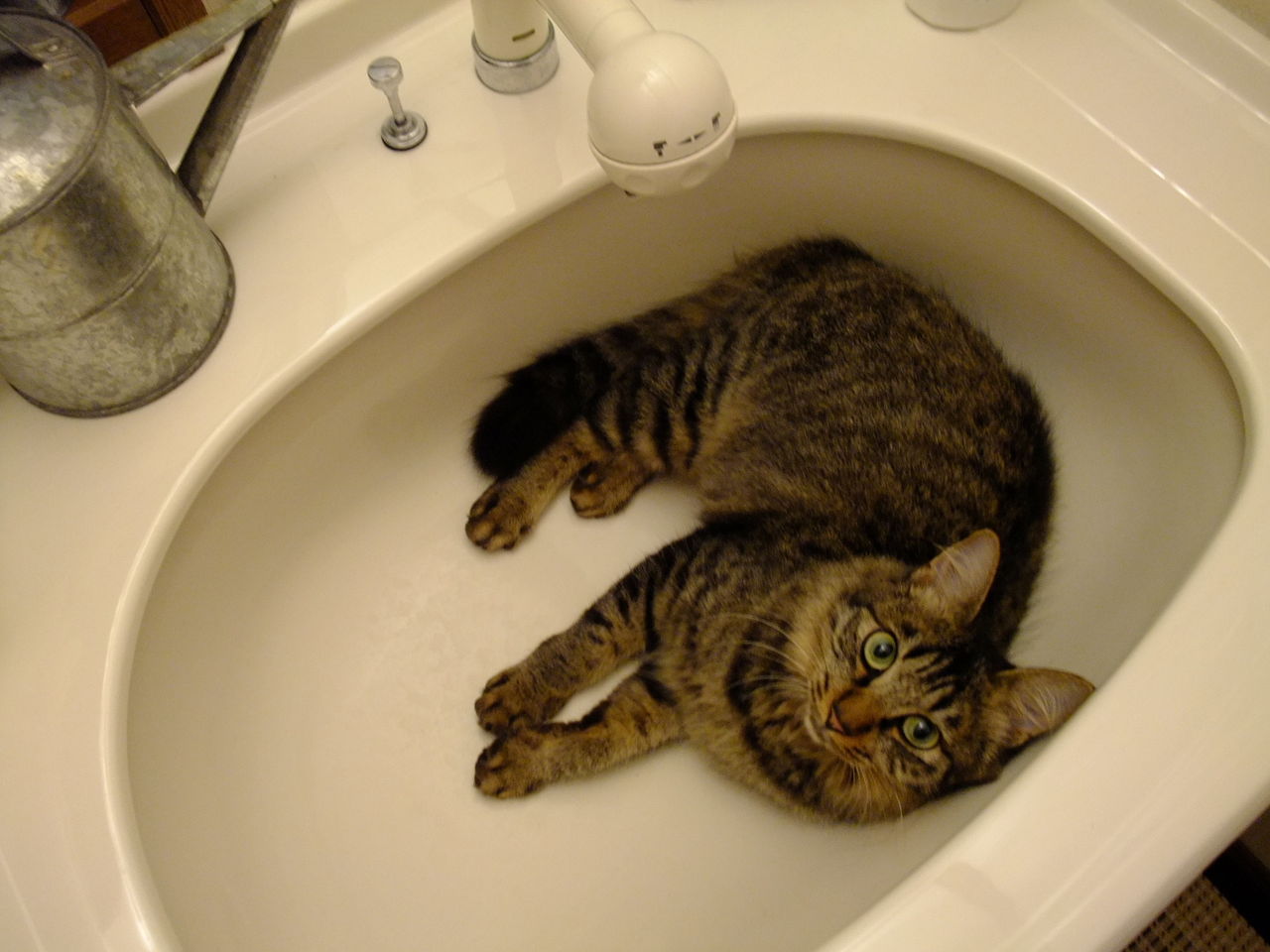 洗面所に入る猫ちゃん かわいい猫の写真館 洗面所に入る猫ちゃん かわいい猫の写真館