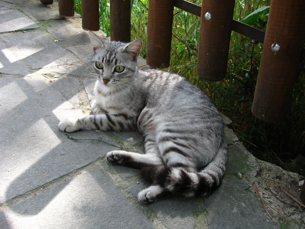 イタリアの猫 Pcの壁紙 フェイスブックカバーに最適な写真 かわいい猫の写真館