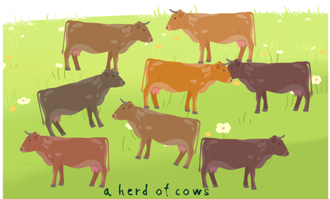「a herd of cows