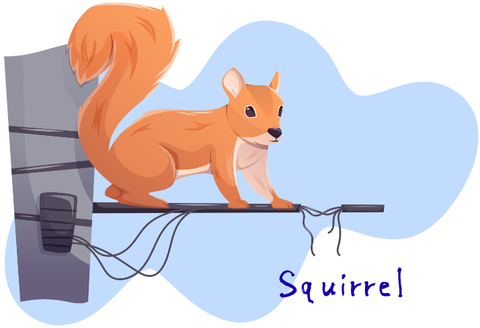 Squirrel