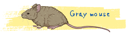 Gray mouse