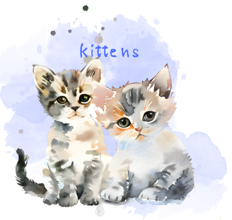 kitty cat