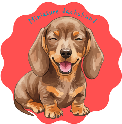 Miniature dachshund