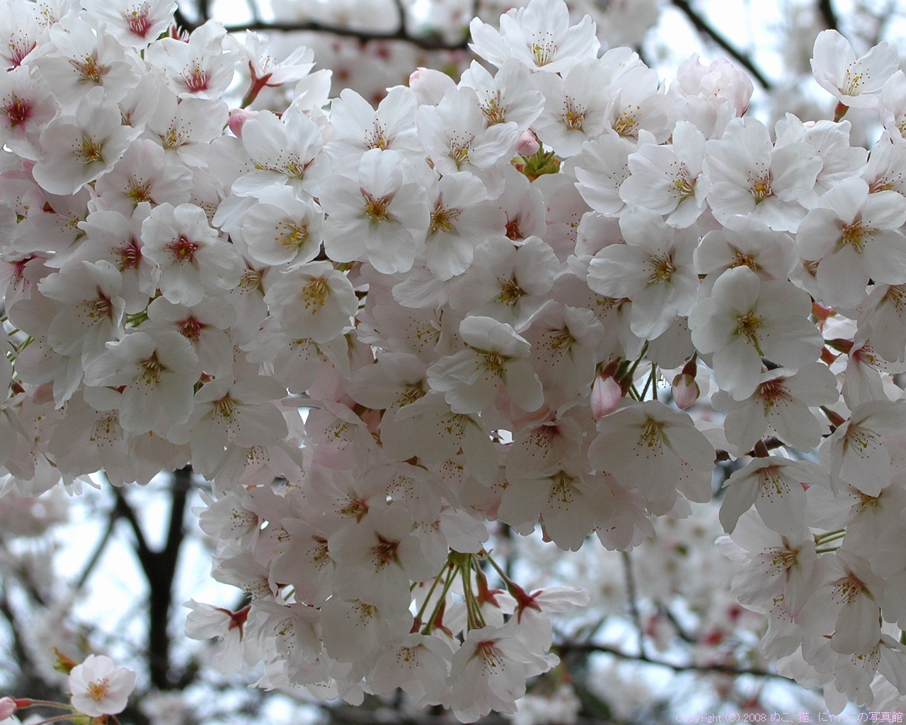 ひとあし早く桜咲く ぬこ 猫 にゃんこの写真別館